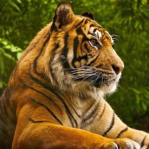 tiger